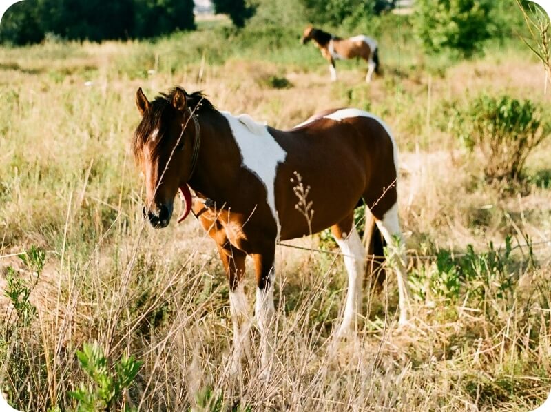 Stage équitation – Centre équestre du Brévedent-3@2x